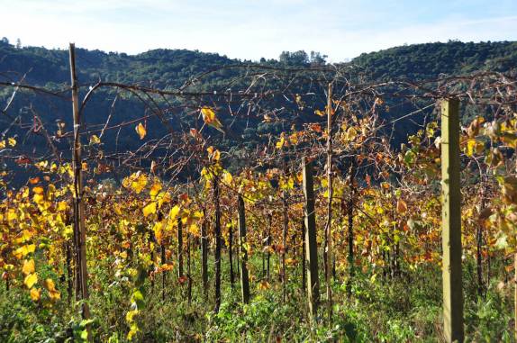 A paisagem bucólica no Vale dos Vinhedos, em Bento Gonçalves - RS